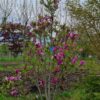 Magnolia 'Susan'
