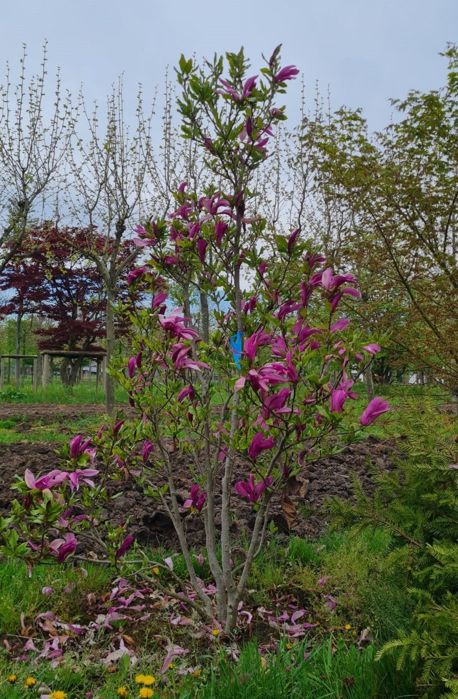 Magnolia 'Susan'