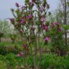 Magnolia 'Susan'