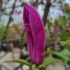 Magnolia 'Susan'