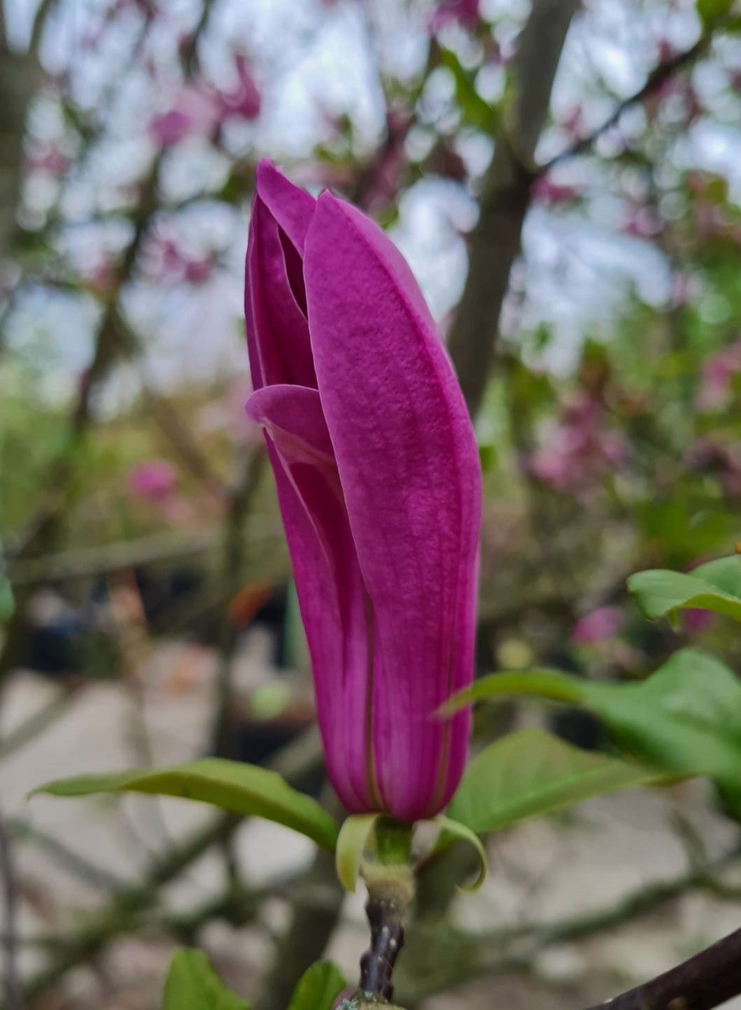 Magnolia 'Susan'