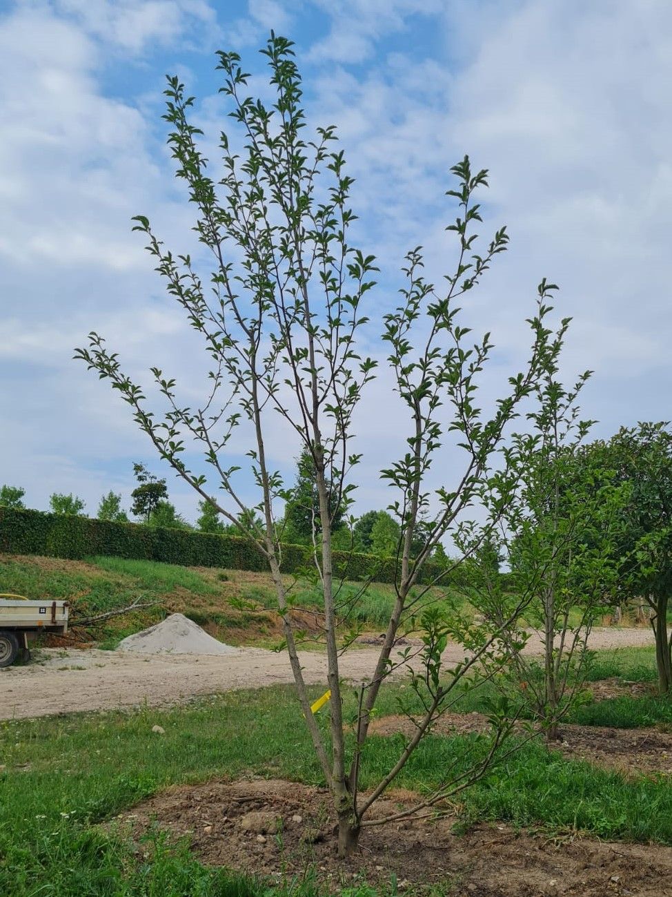 Jonge Magnolia 'Susan' | Meerstammig