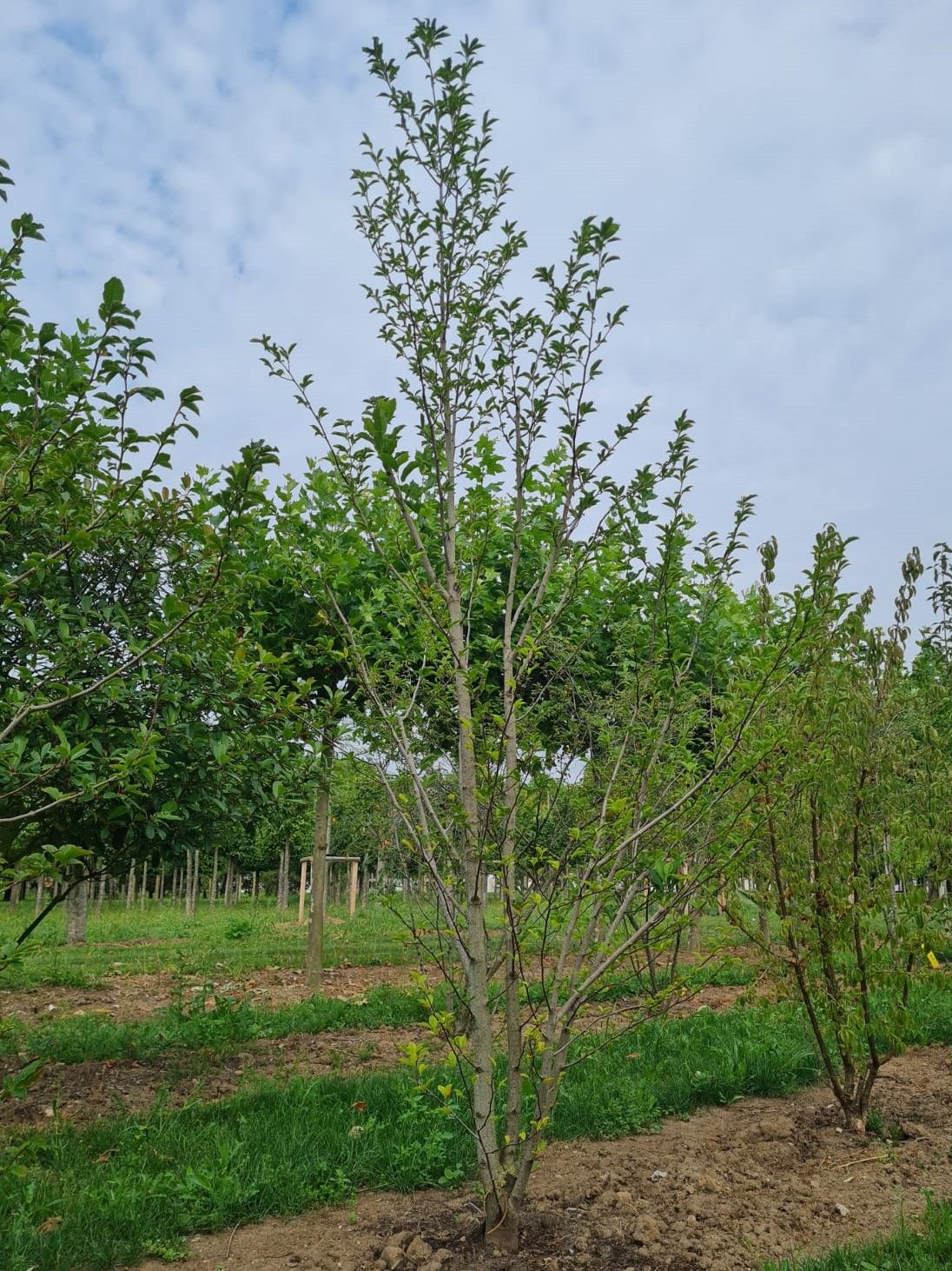 Jonge Magnolia 'Susan' | Meerstammig