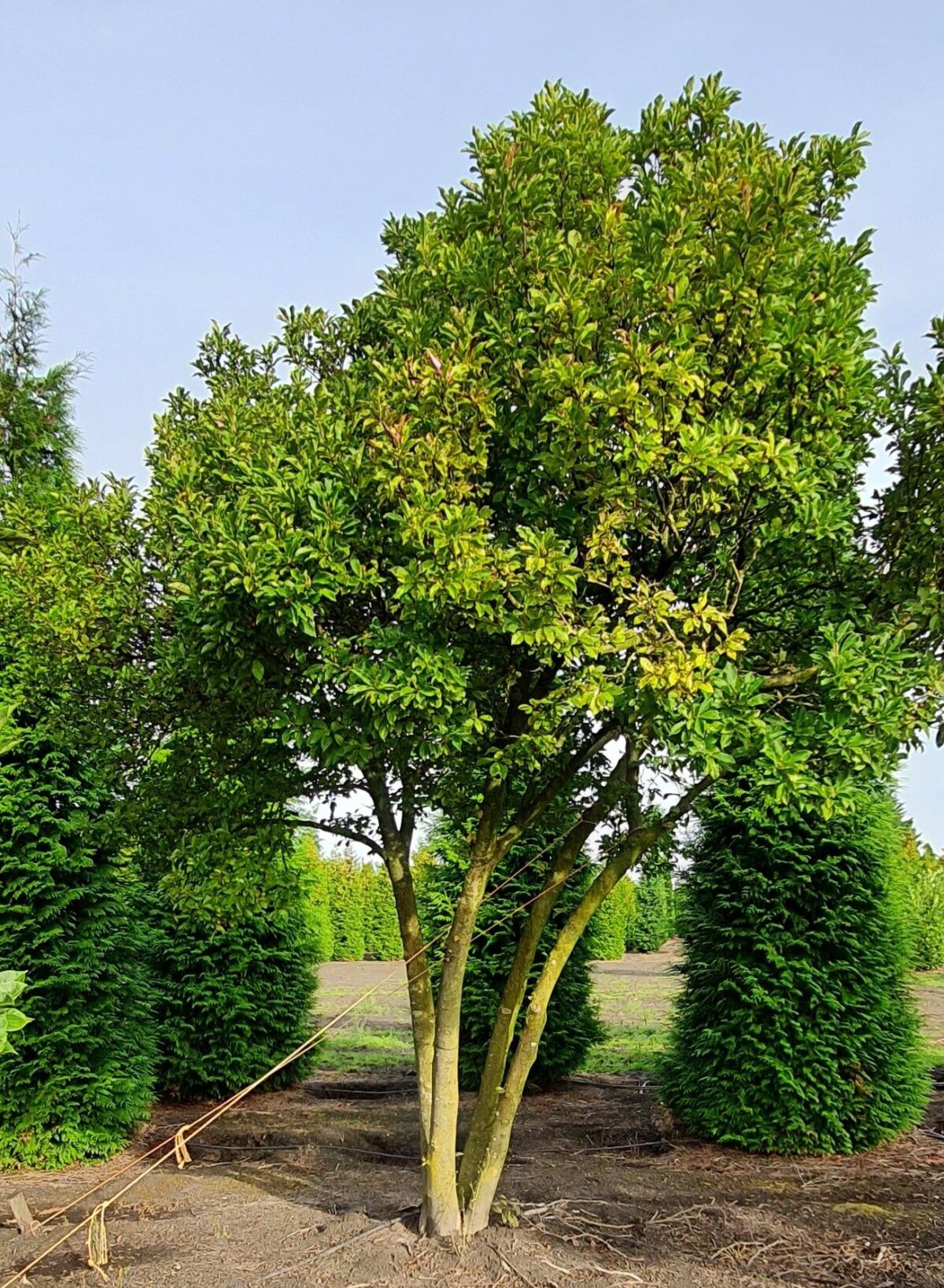 Jonge Magnolia 'Susan' | Meerstammig