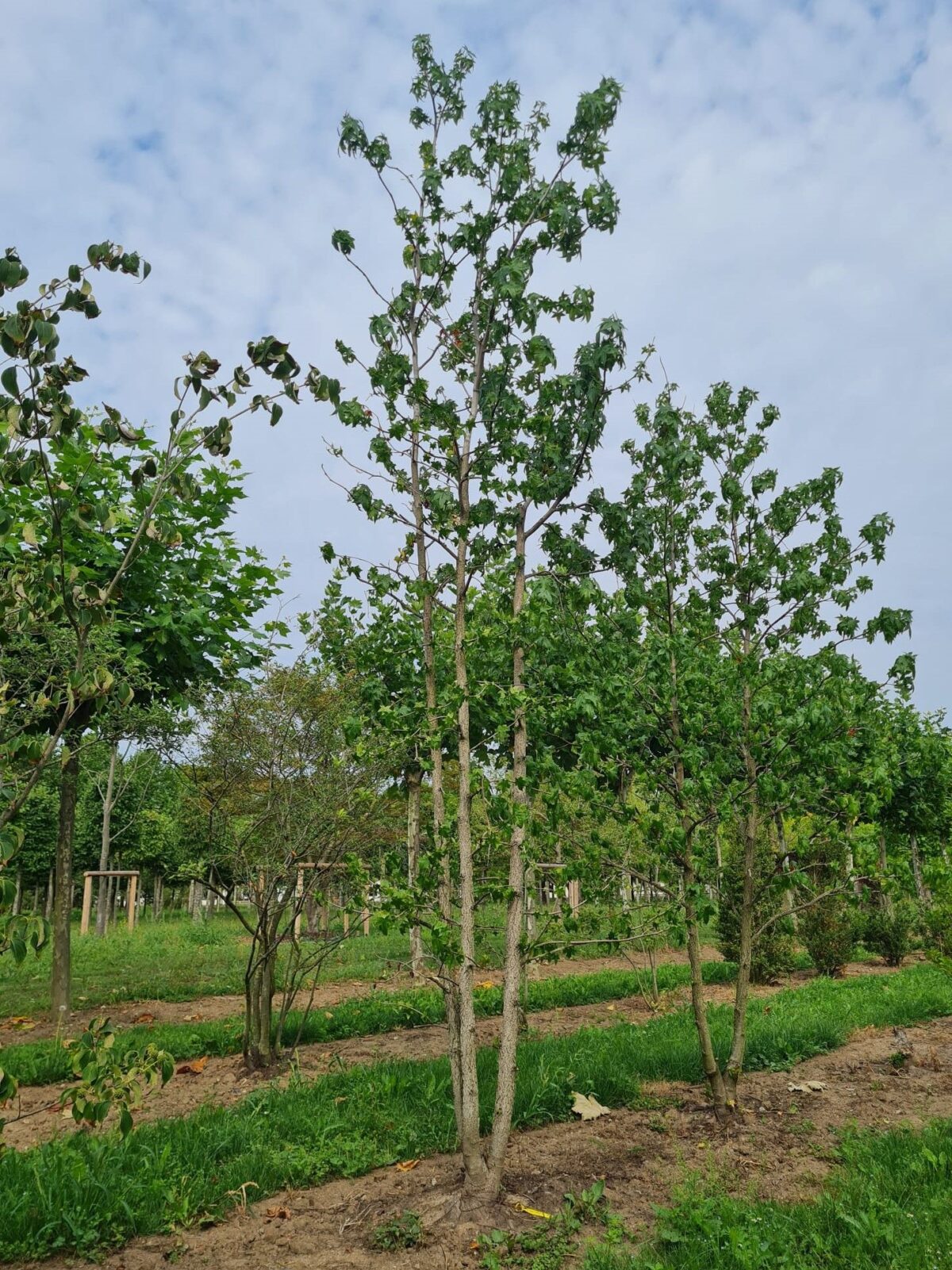 Jonge Amberboom | Meerstammig