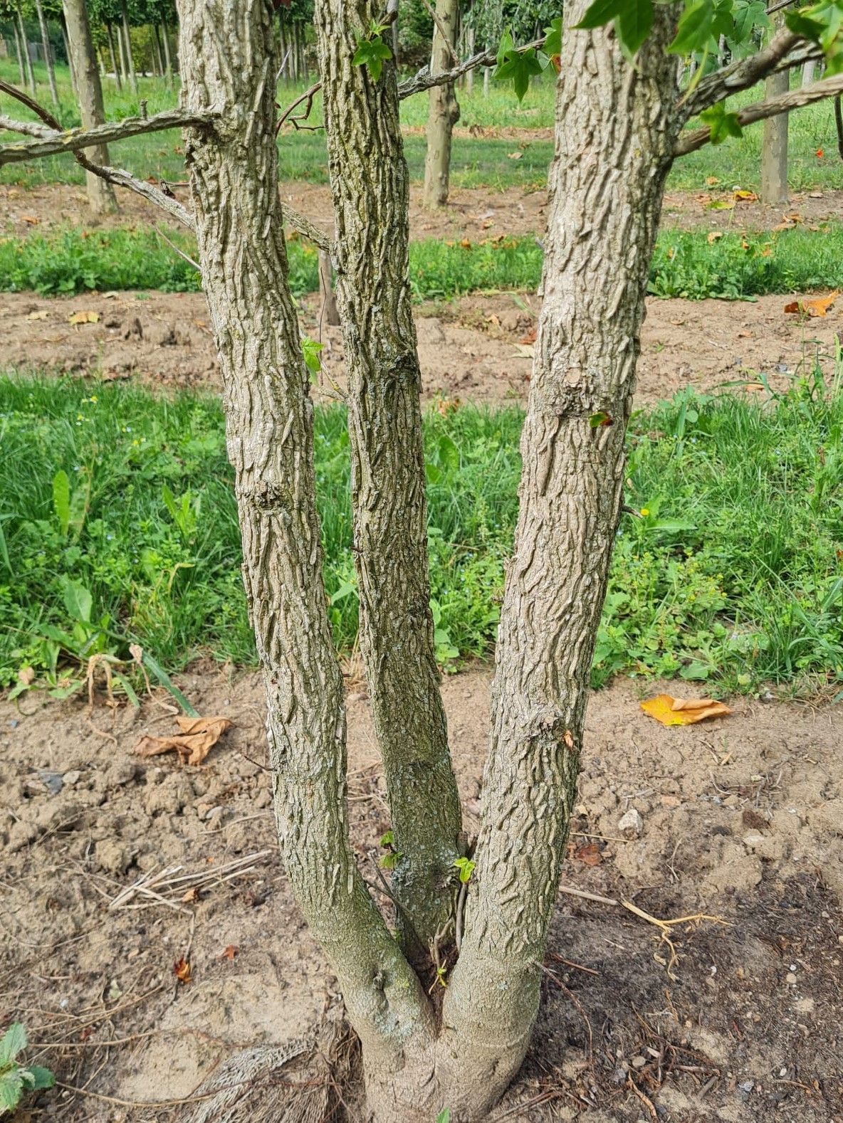 Jonge Amberboom | Meerstammig