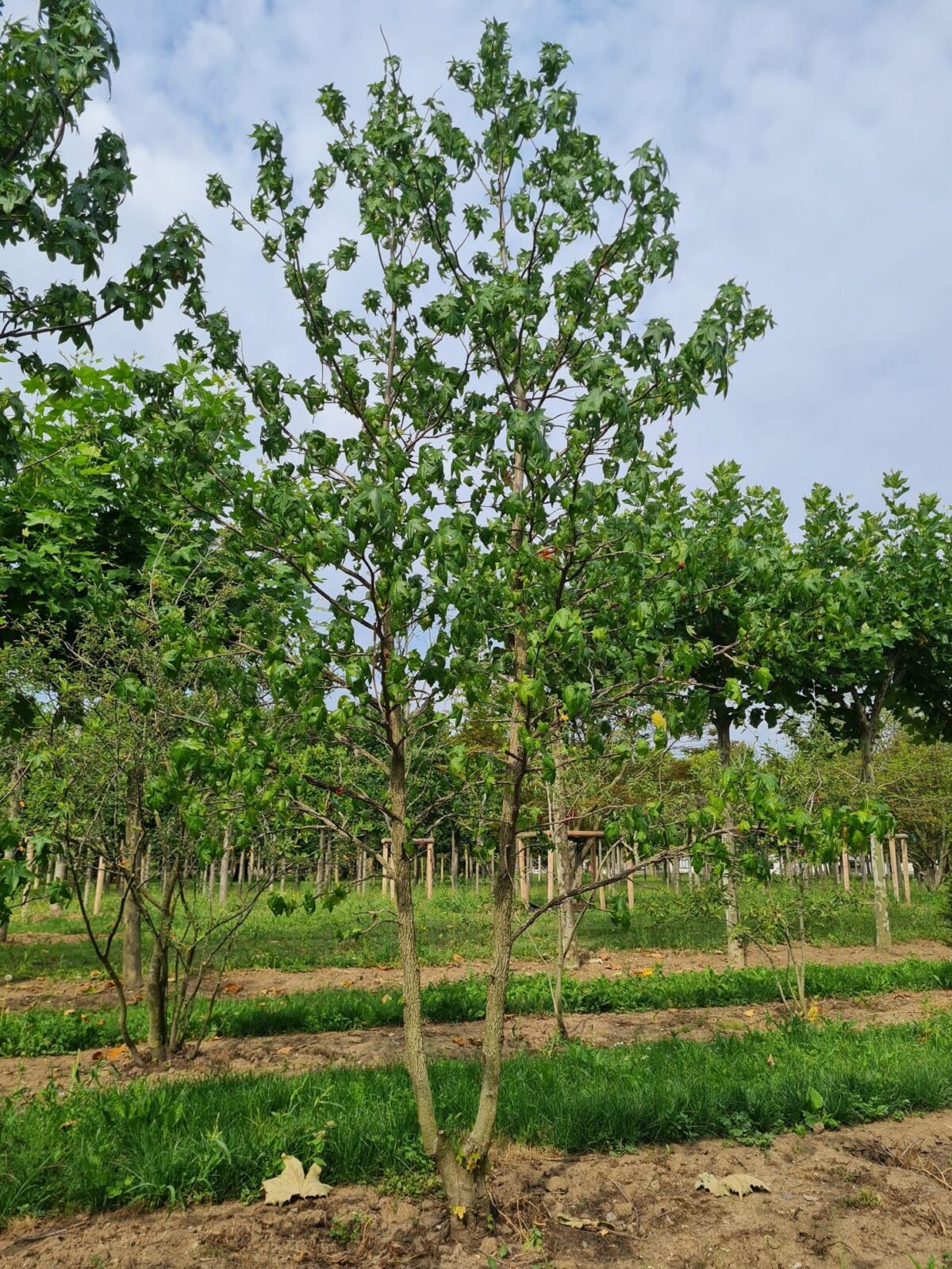 Jonge Amberboom | Meerstammig