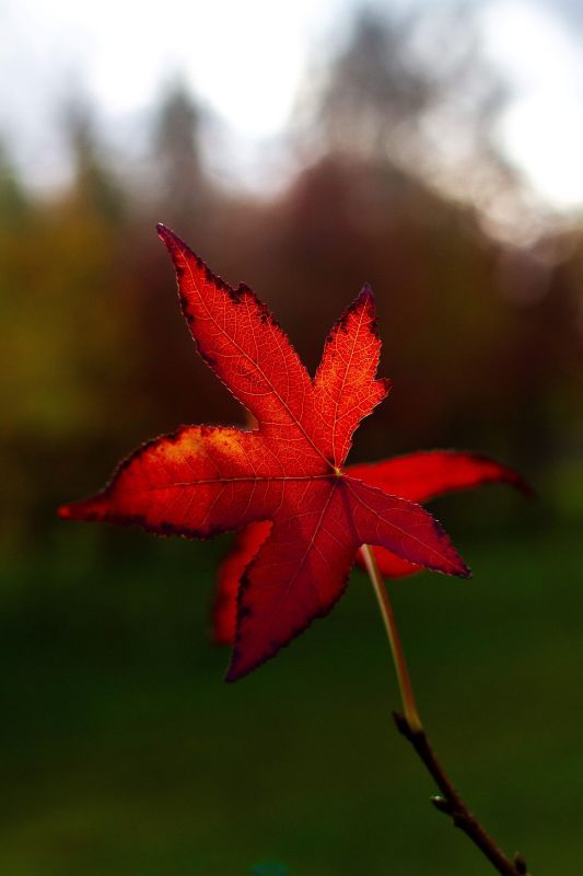 Jonge Amberboom | Meerstammig