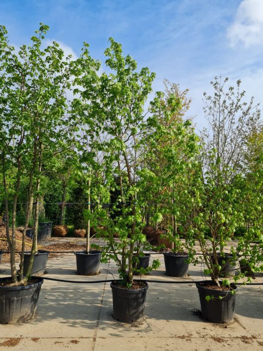 Jonge Amberboom | Meerstammig