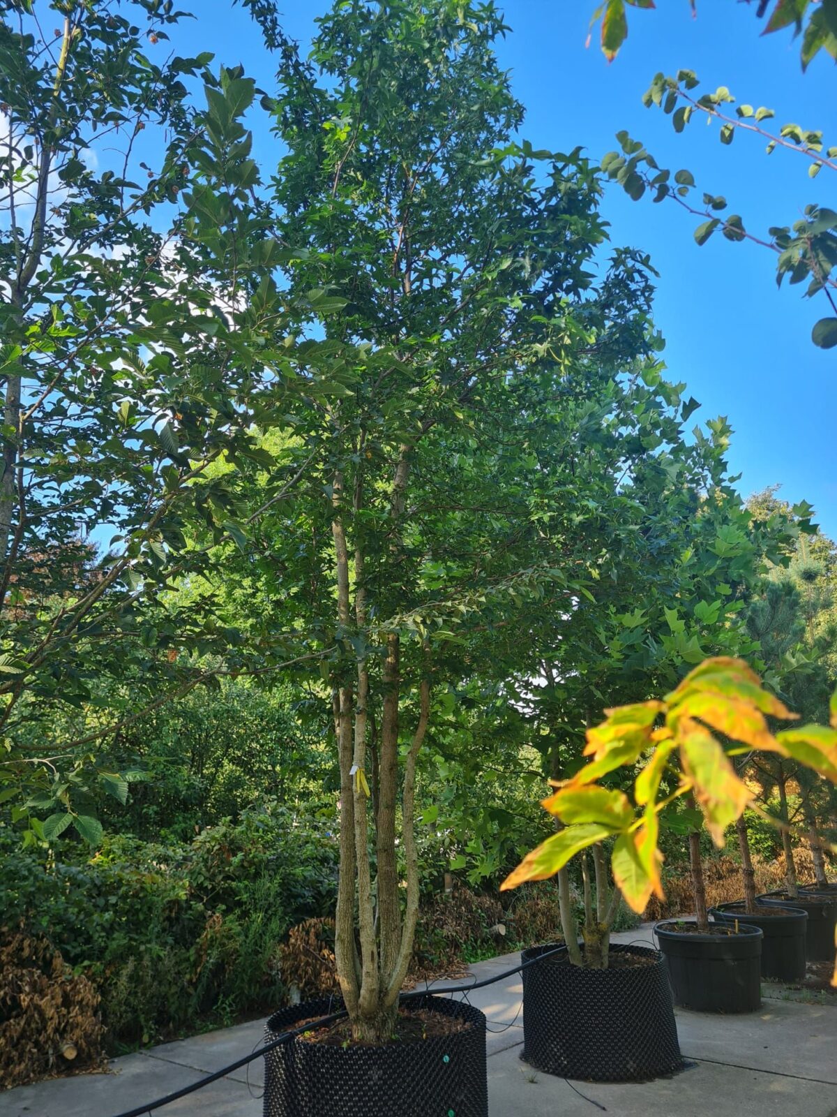 Jonge Amberboom | Meerstammig