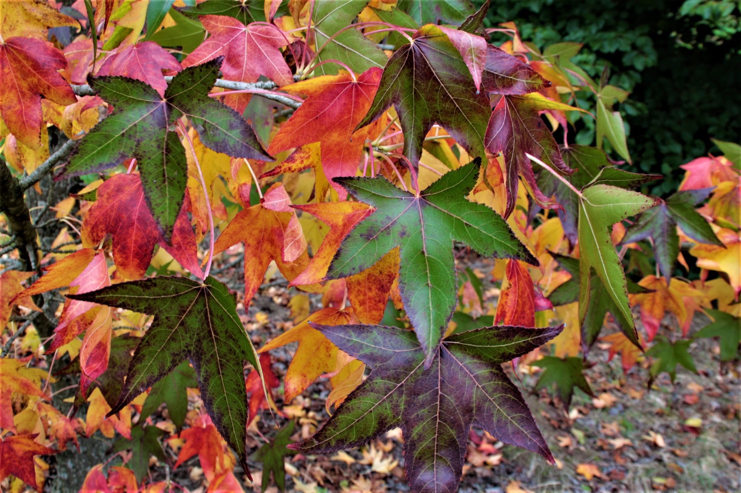 Jonge Amberboom | Meerstammig