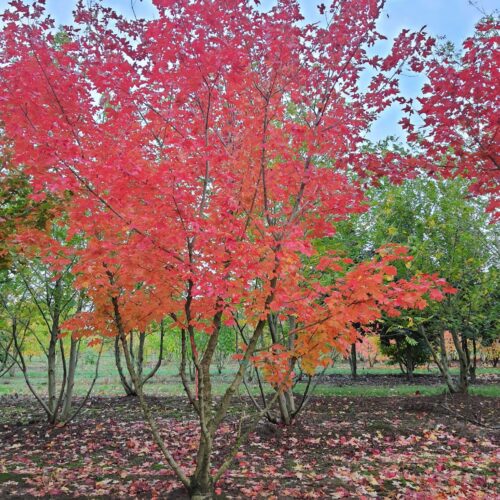 Volwassen Esdoorn 'Pacific sunset' | Meerstammig