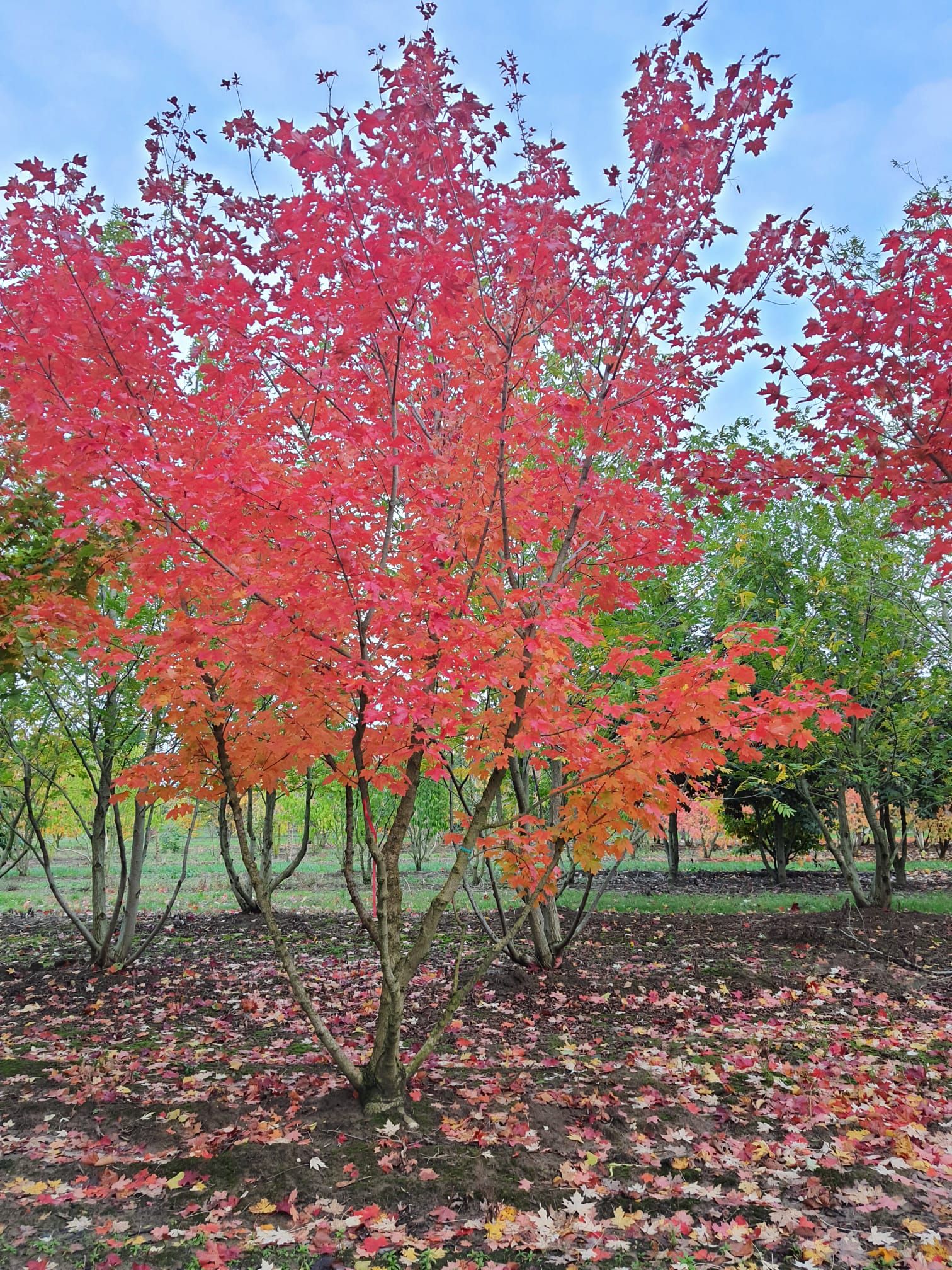 Volwassen Esdoorn ‘Pacific sunset’ | Meerstammig