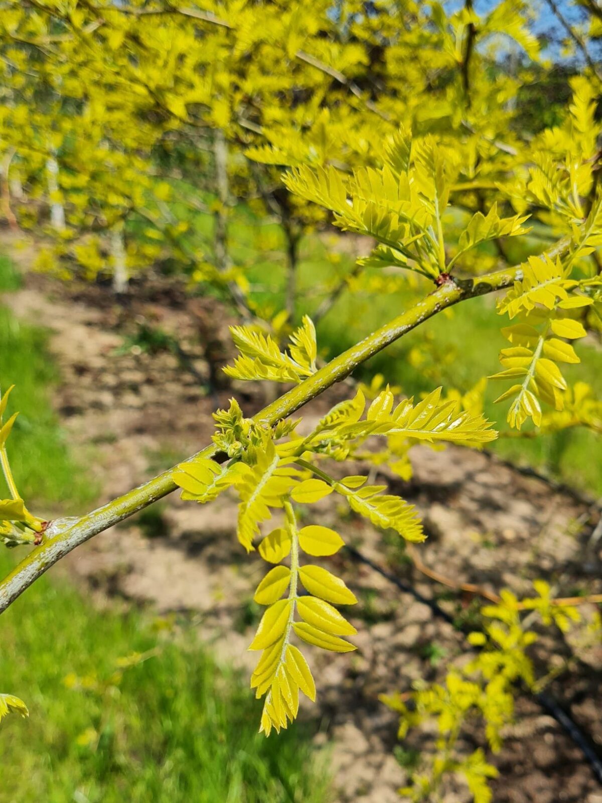meerstammige-gele-valse-christusdoorn Jonge Gele valse christusdoorn | Meerstammig