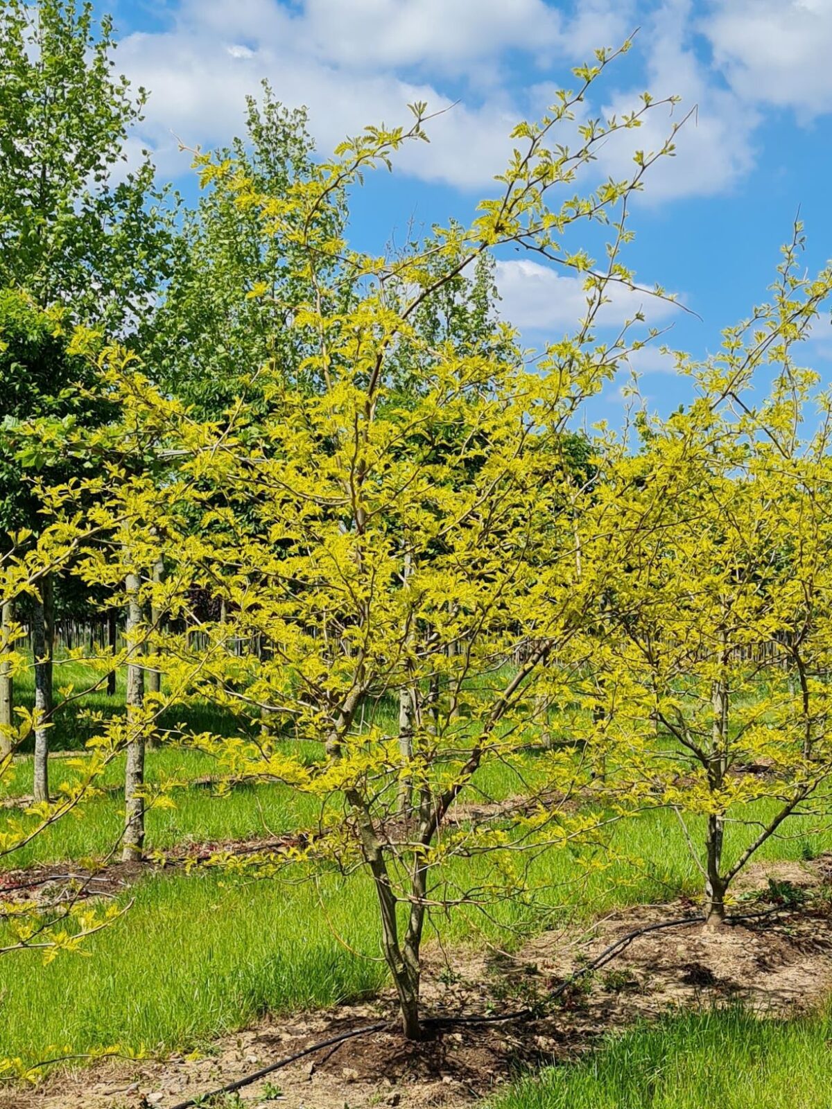meerstammige-gele-valse-christusdoorn Jonge Gele valse christusdoorn | Meerstammig