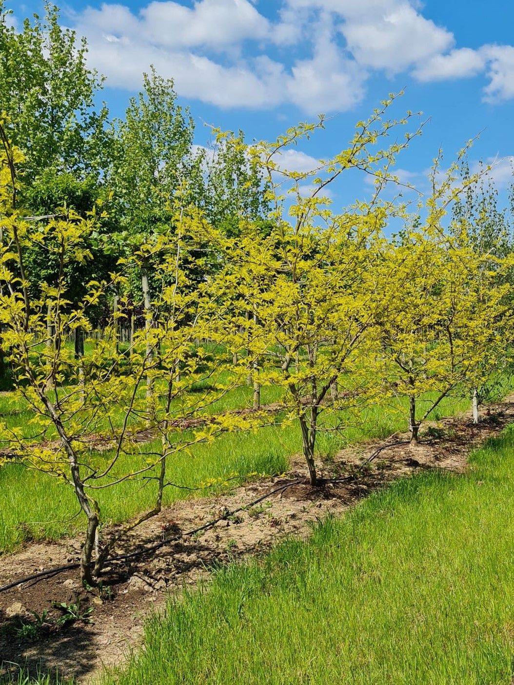 meerstammige-gele-valse-christusdoorn Jonge Gele valse christusdoorn | Meerstammig