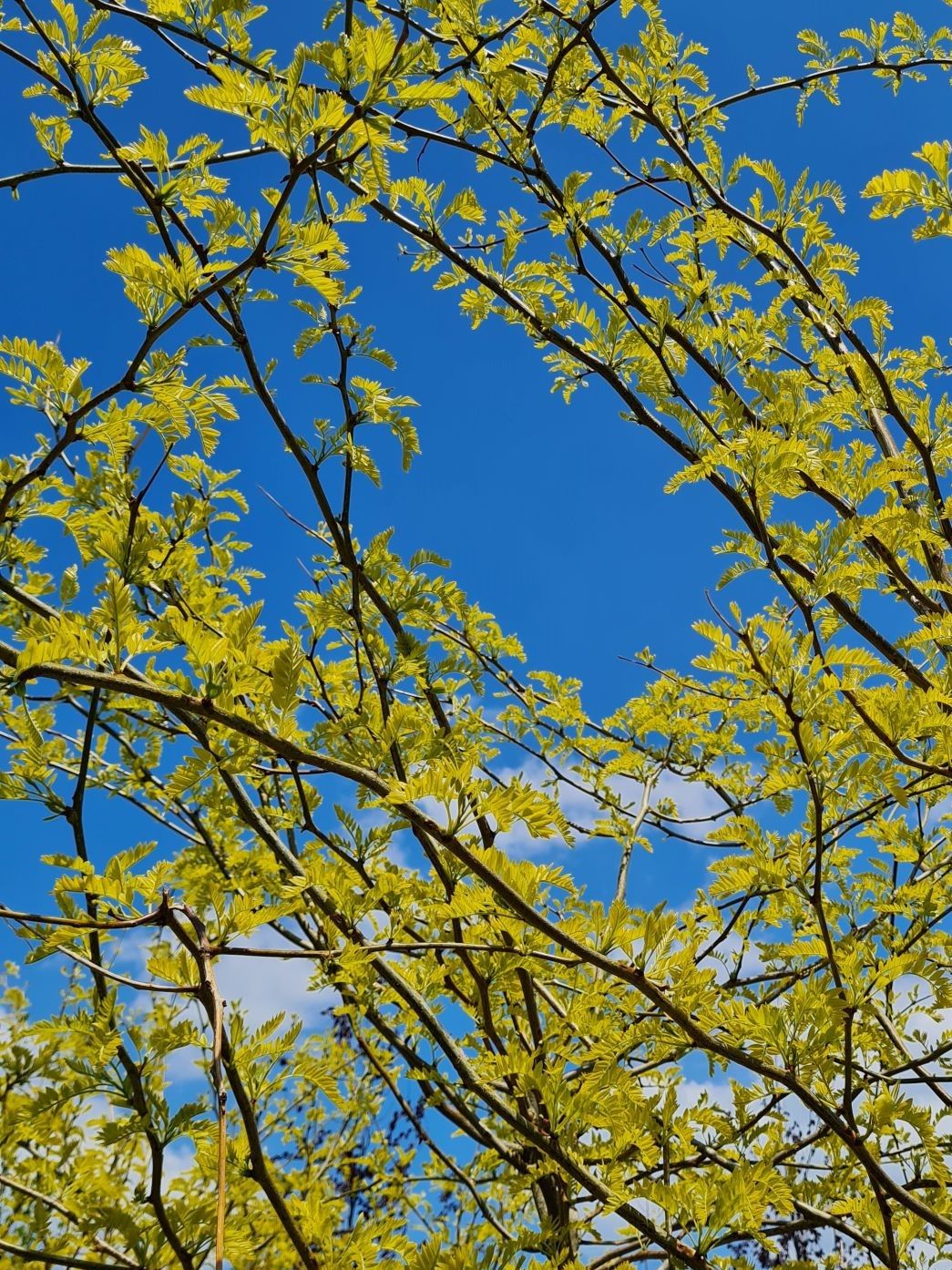 meerstammige-gele-valse-christusdoorn Jonge Gele valse christusdoorn | Meerstammig