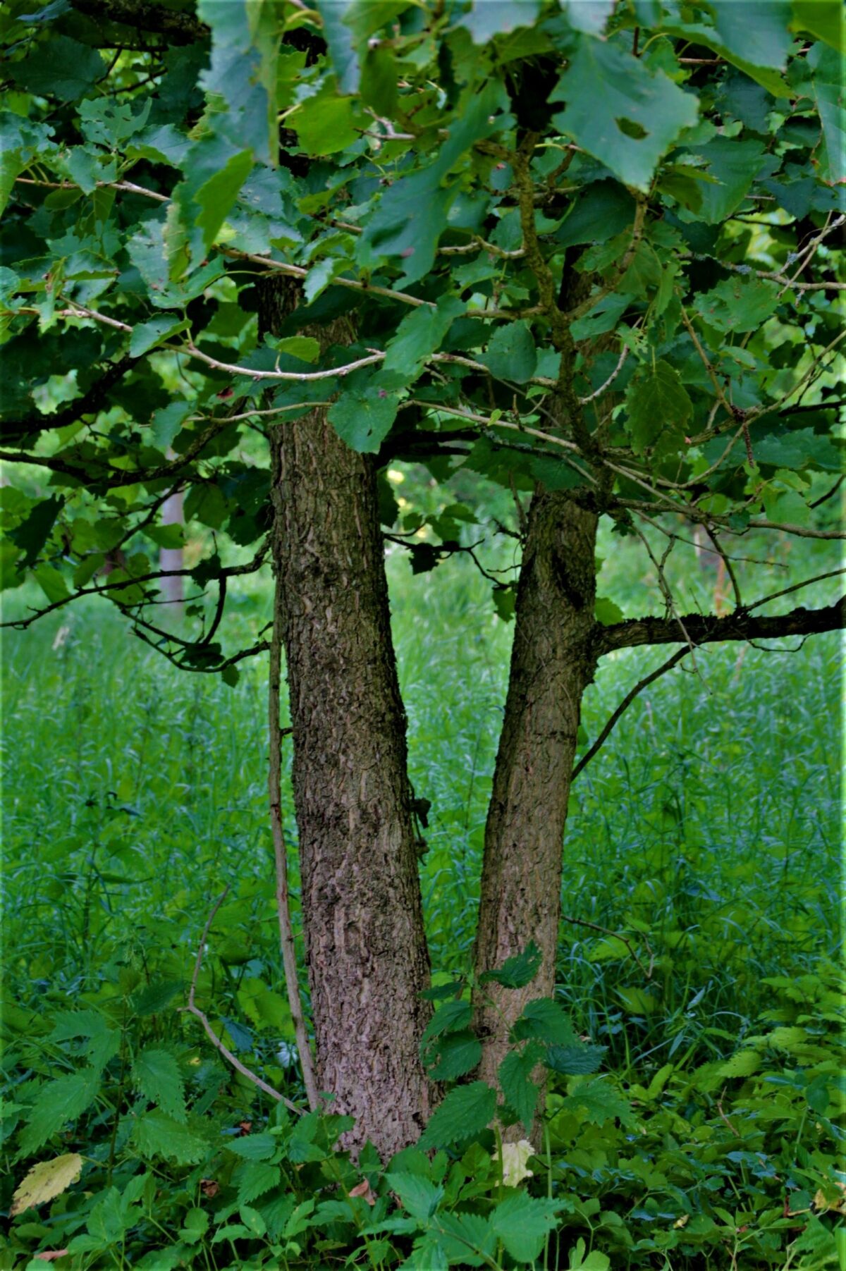 Volwassen Boomhazelaar | Meerstammig