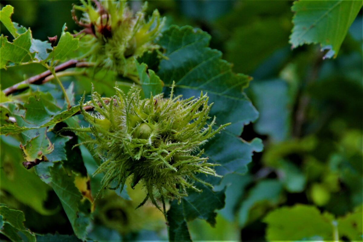 Volwassen Boomhazelaar | Meerstammig