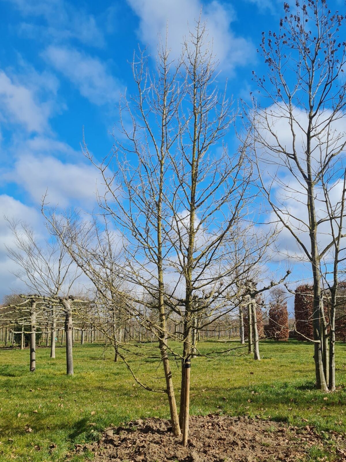 Volwassen Boomhazelaar | Meerstammig