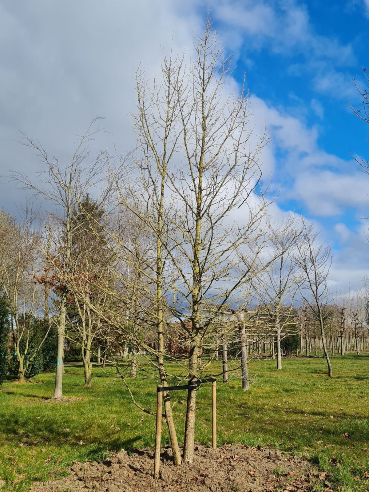 Volwassen Boomhazelaar | Meerstammig