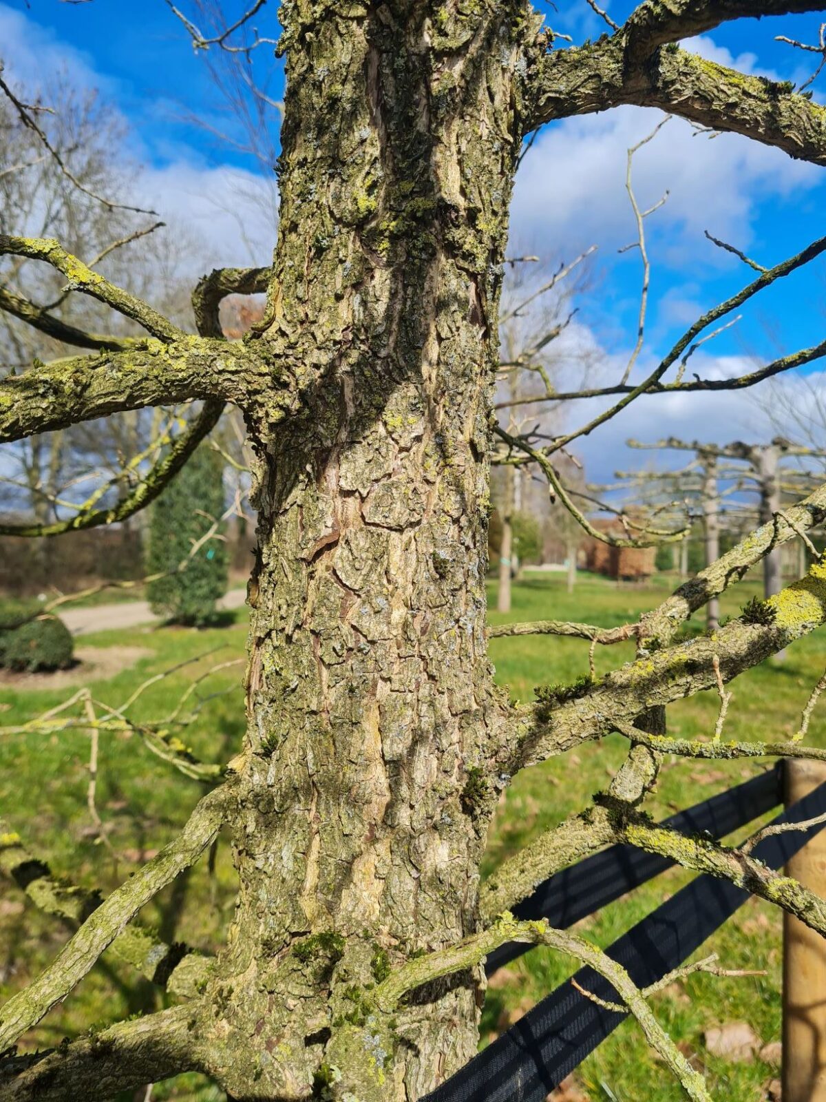 Volwassen Boomhazelaar | Meerstammig