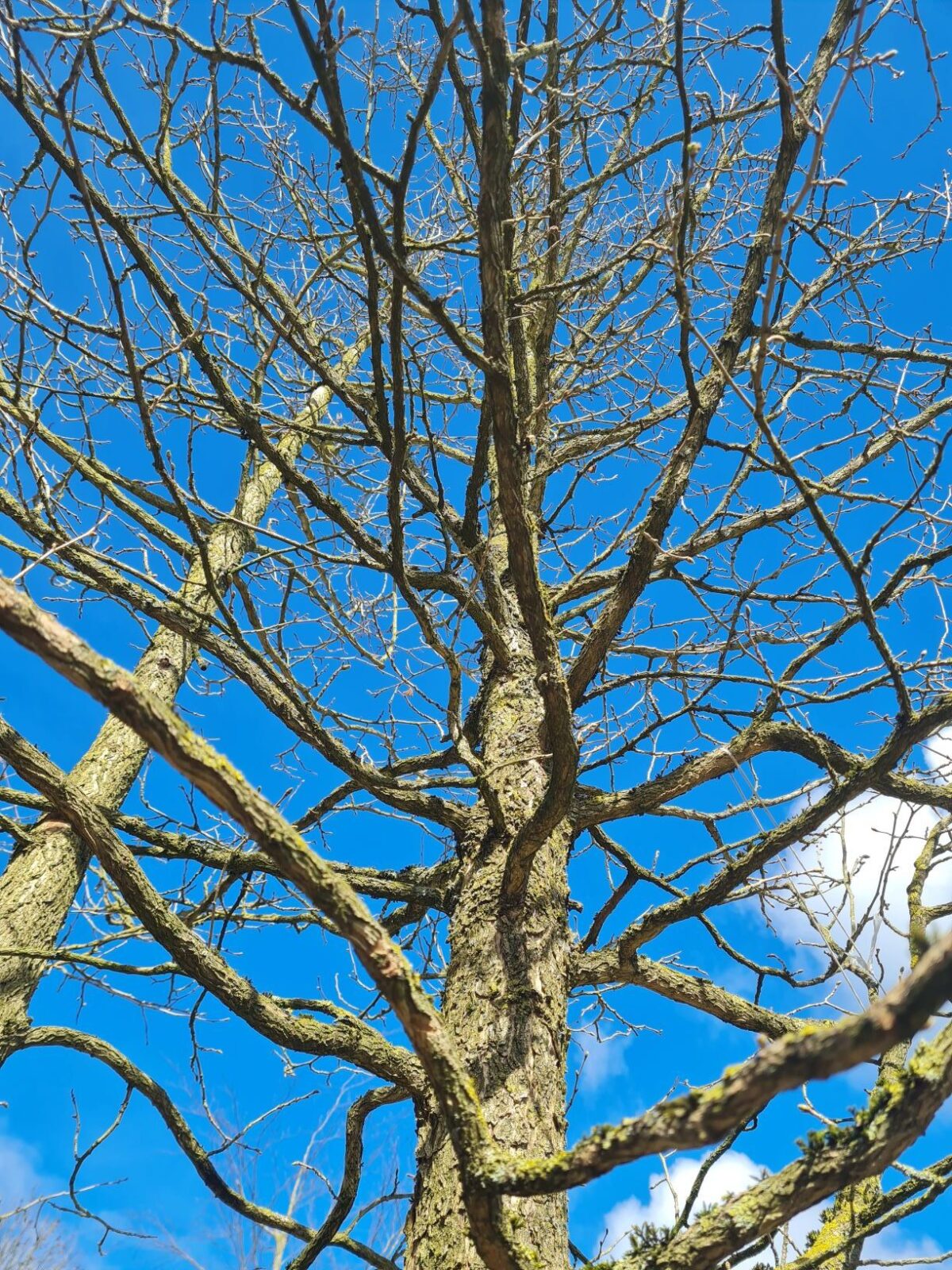 Volwassen Boomhazelaar | Meerstammig