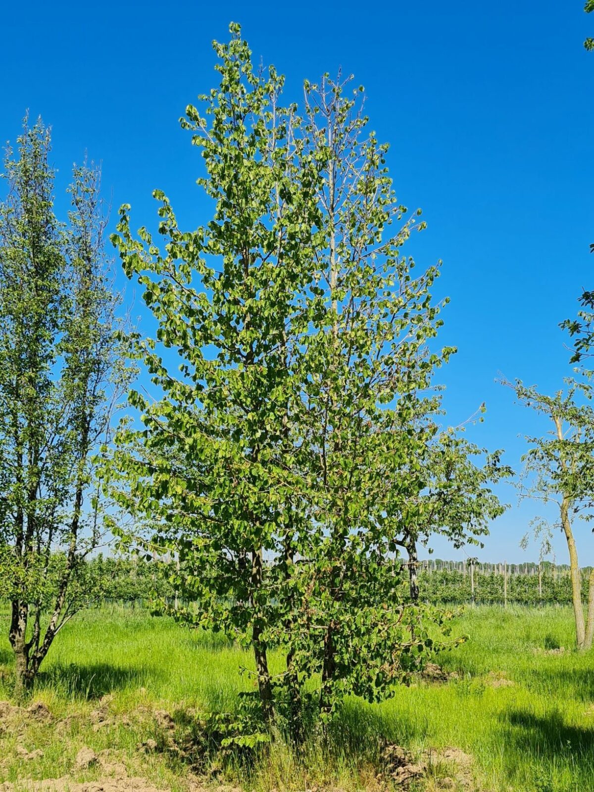 Volwassen Boomhazelaar | Meerstammig