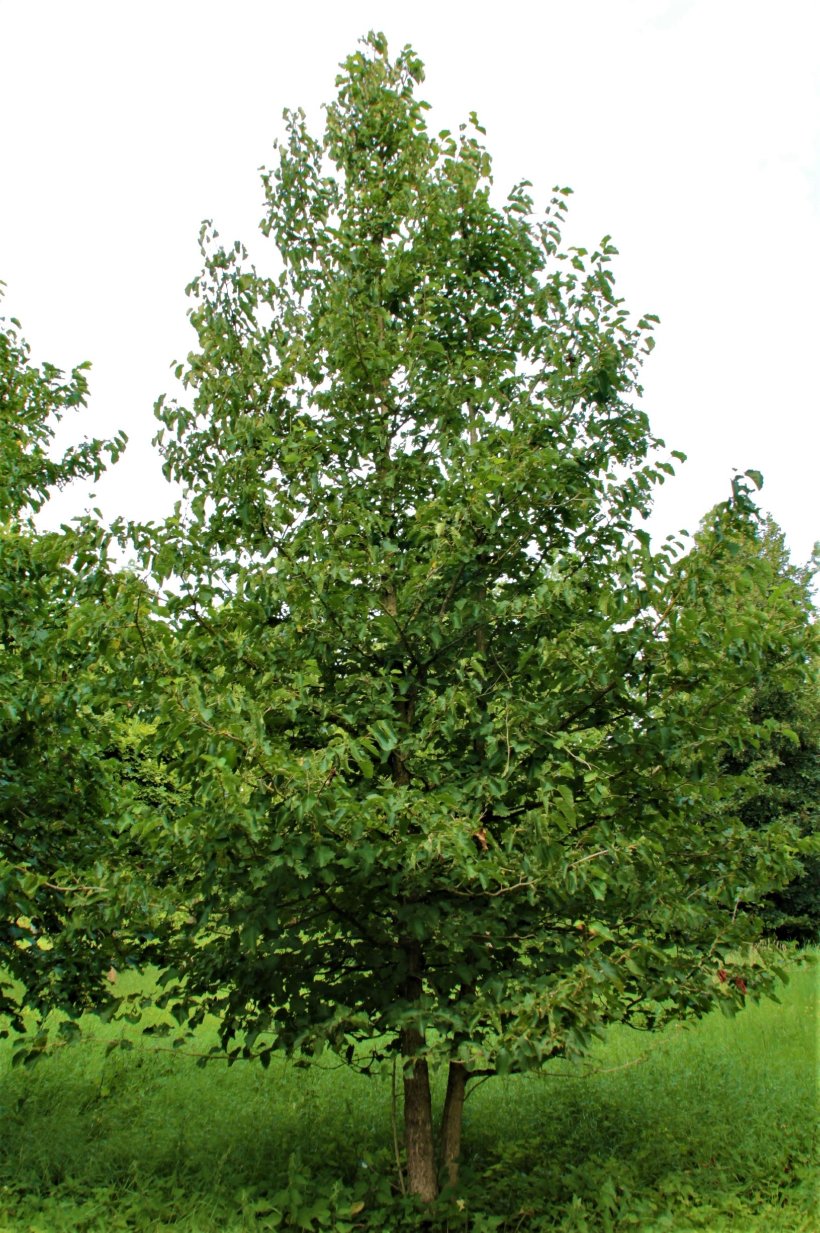 Volwassen Boomhazelaar | Meerstammig