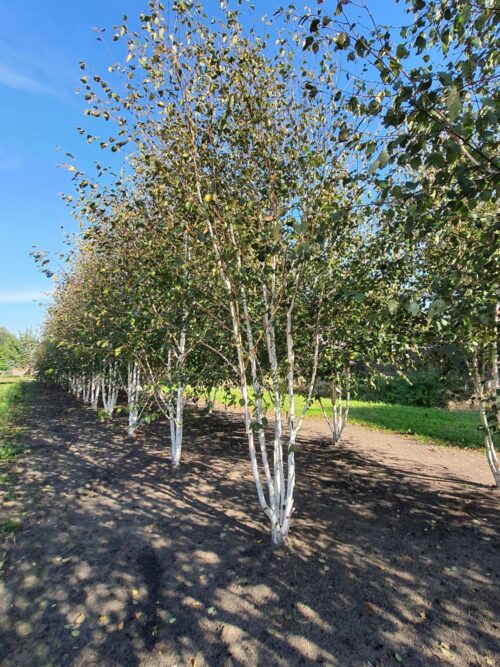 Himalayaberk | Meerstammig