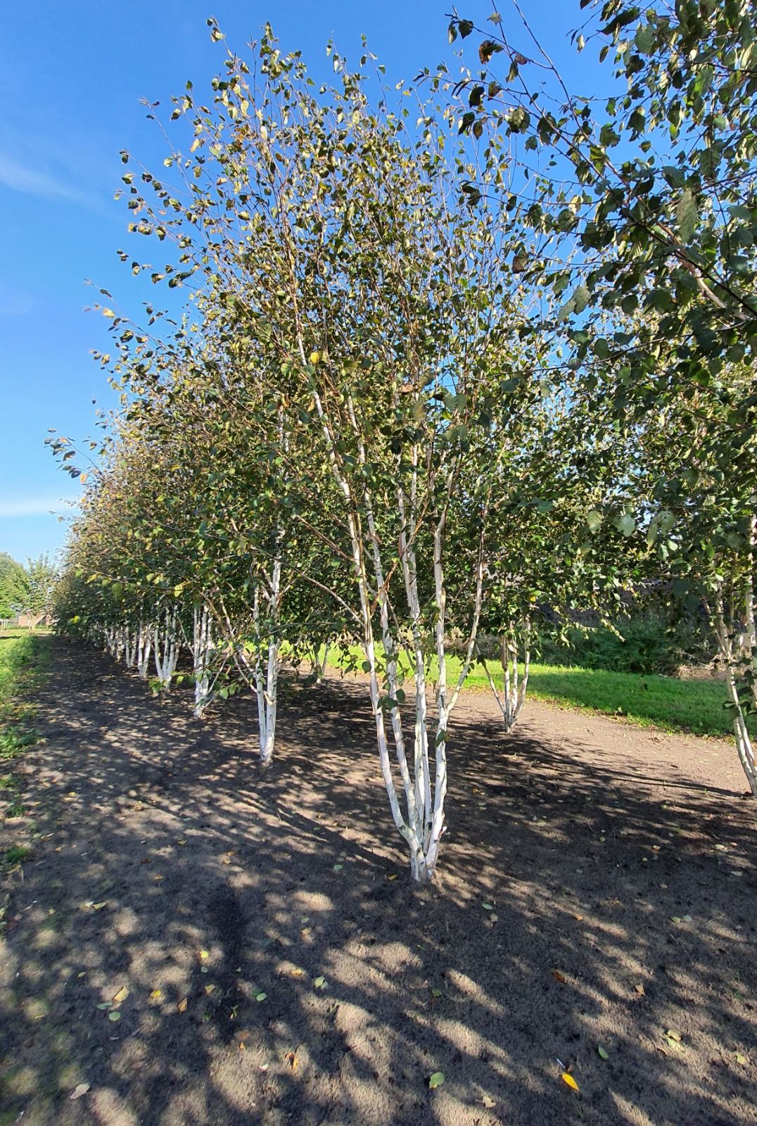 Volwassen Himalayaberk | Meerstammig