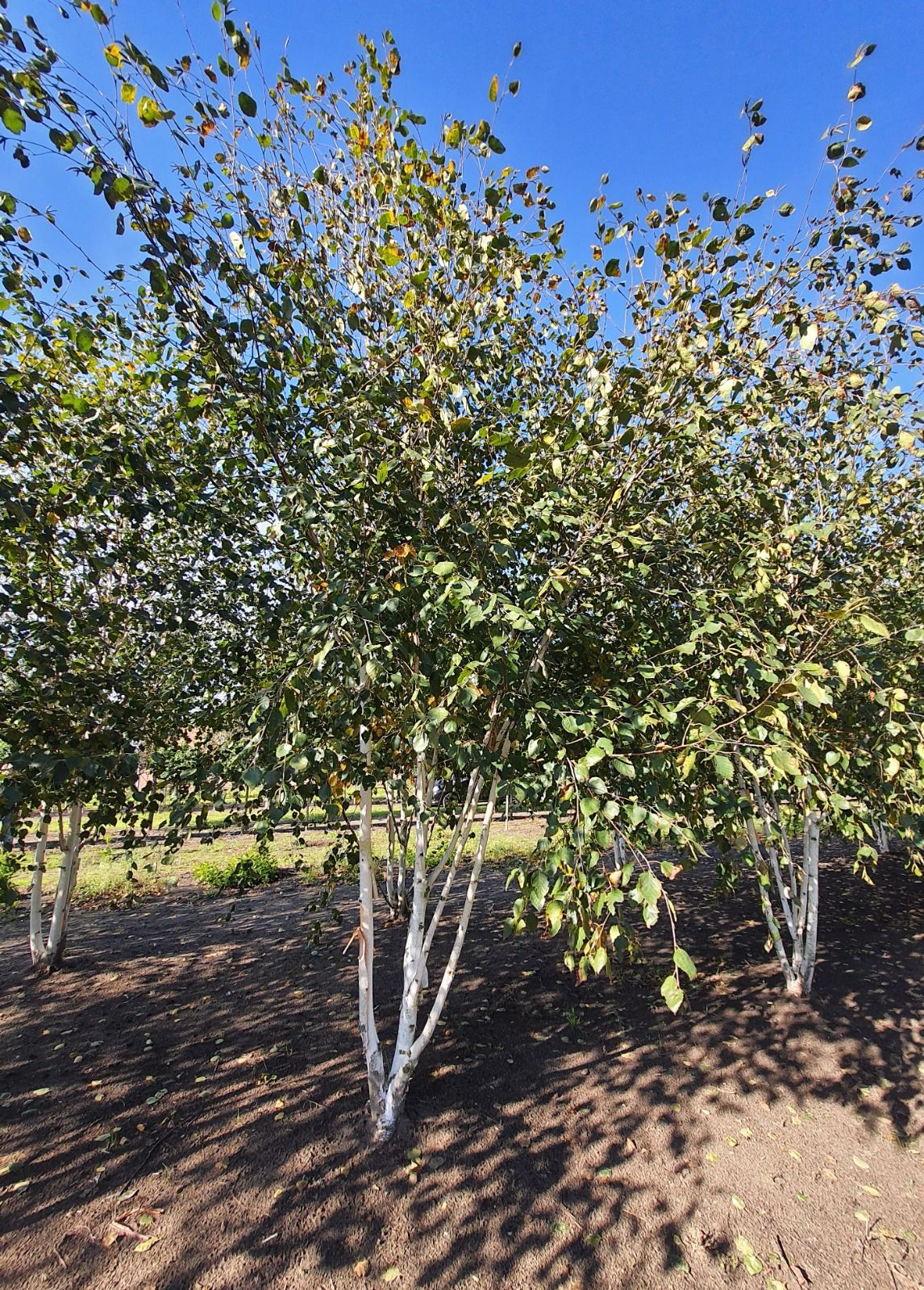 Volwassen Himalayaberk | Meerstammig
