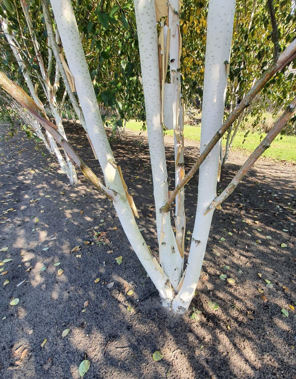 Jonge Himalayaberk | Meerstammig