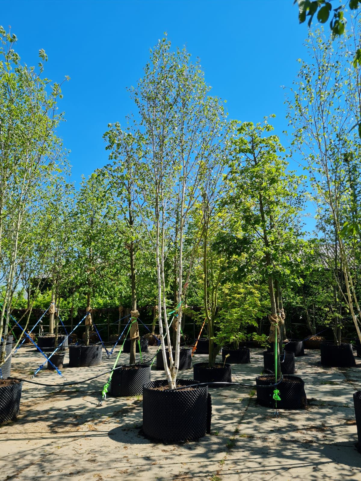 Volwassen Himalayaberk | Meerstammig