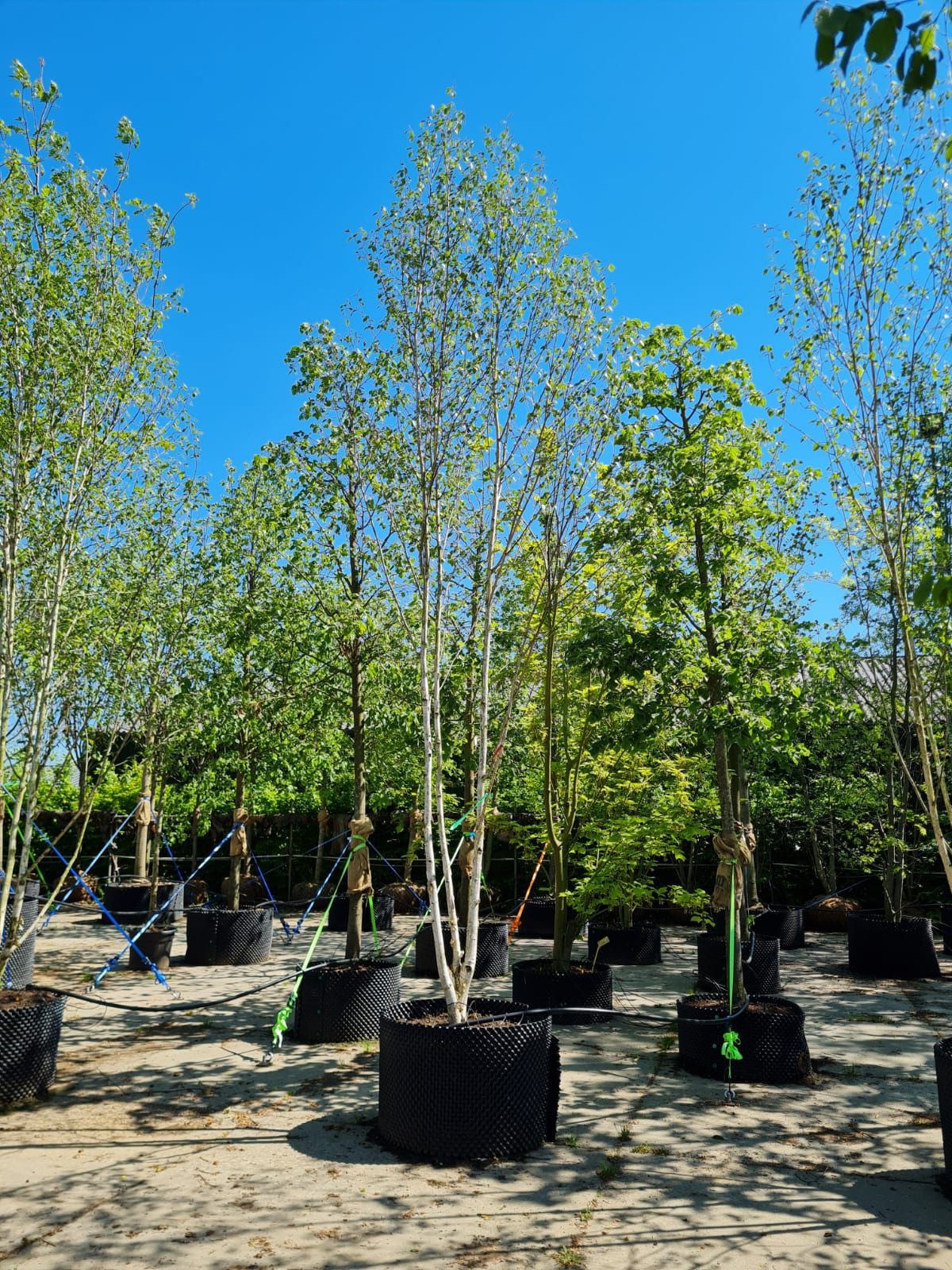 Jonge Himalayaberk | Meerstammig