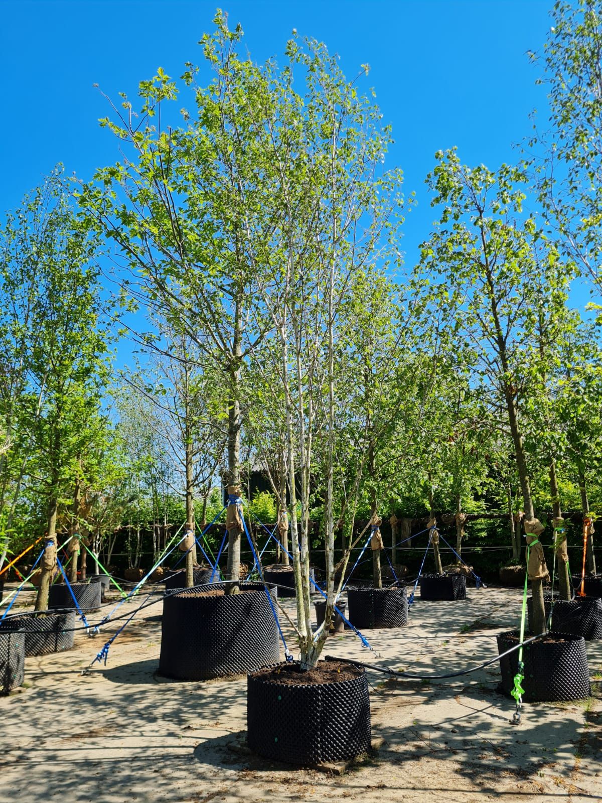 Jonge Himalayaberk | Meerstammig