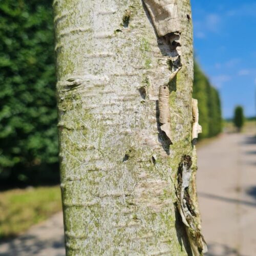 Jonge Himalayaberk | Halfstam