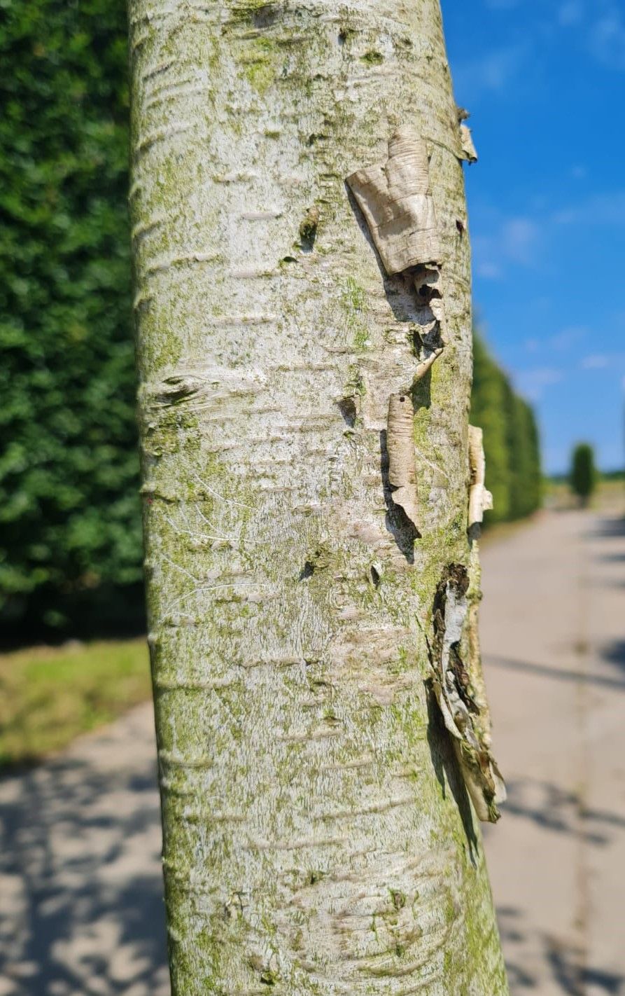 Jonge Himalayaberk | Halfstam
