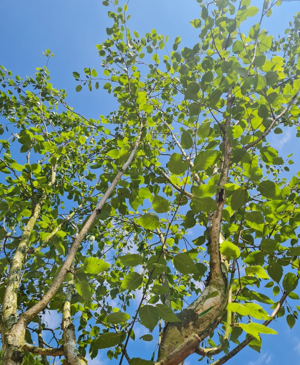 Jonge Himalayaberk | Halfstam