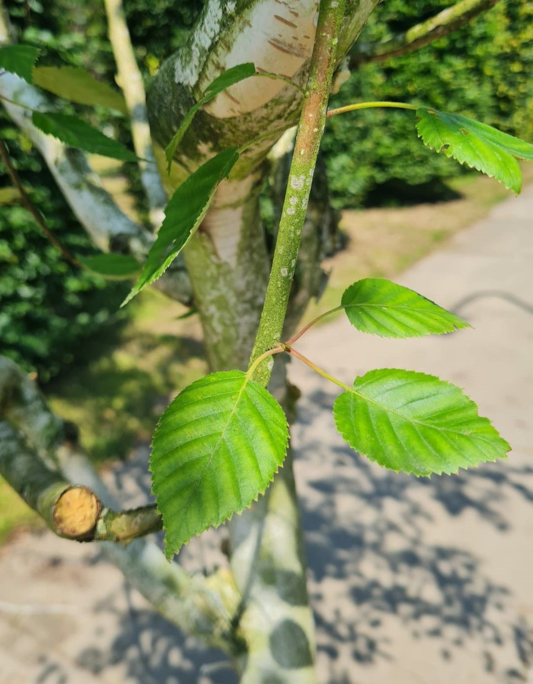 Jonge Himalayaberk | Halfstam