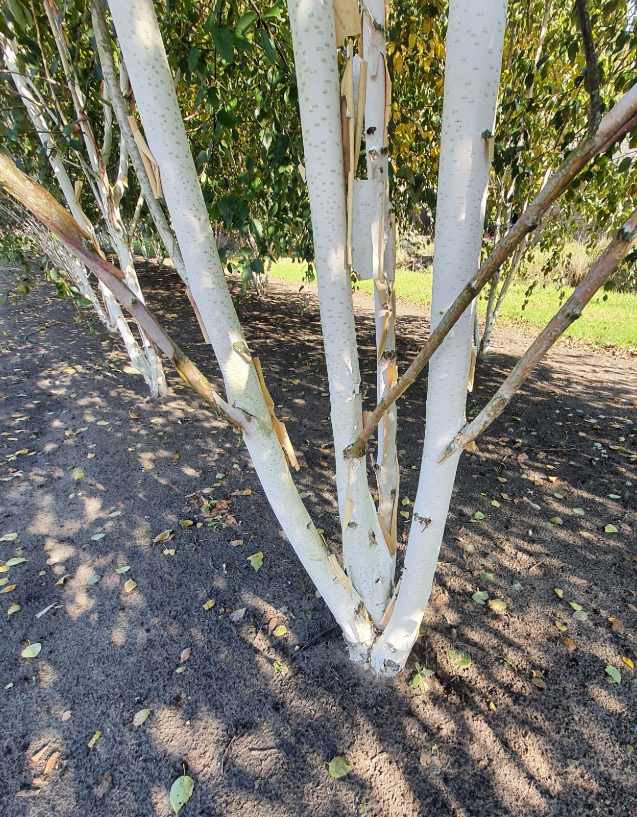 Jonge Himalayaberk | Meerstammig