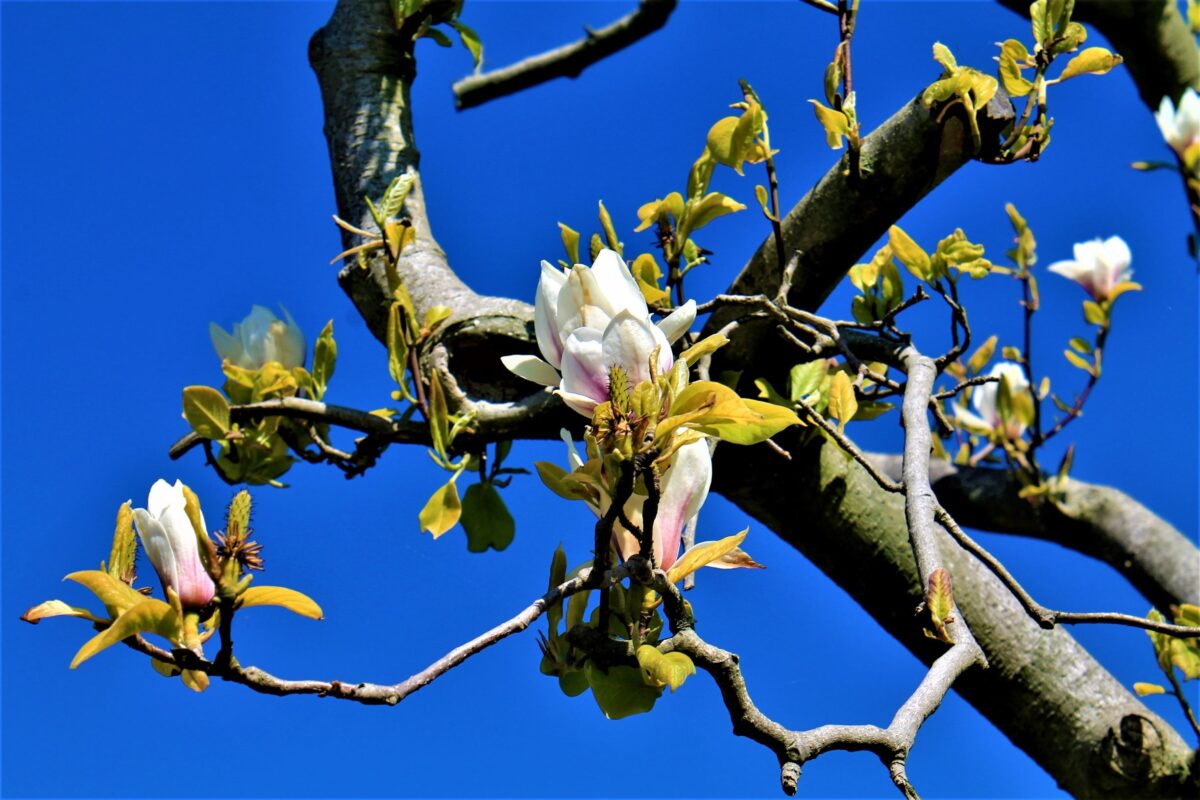 meerstammige-japanse-magnolia Jonge Japanse magnolia | Meerstammig