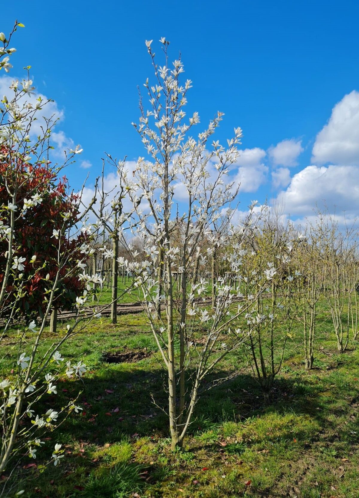 Volwassen Japanse magnolia | Meerstammig