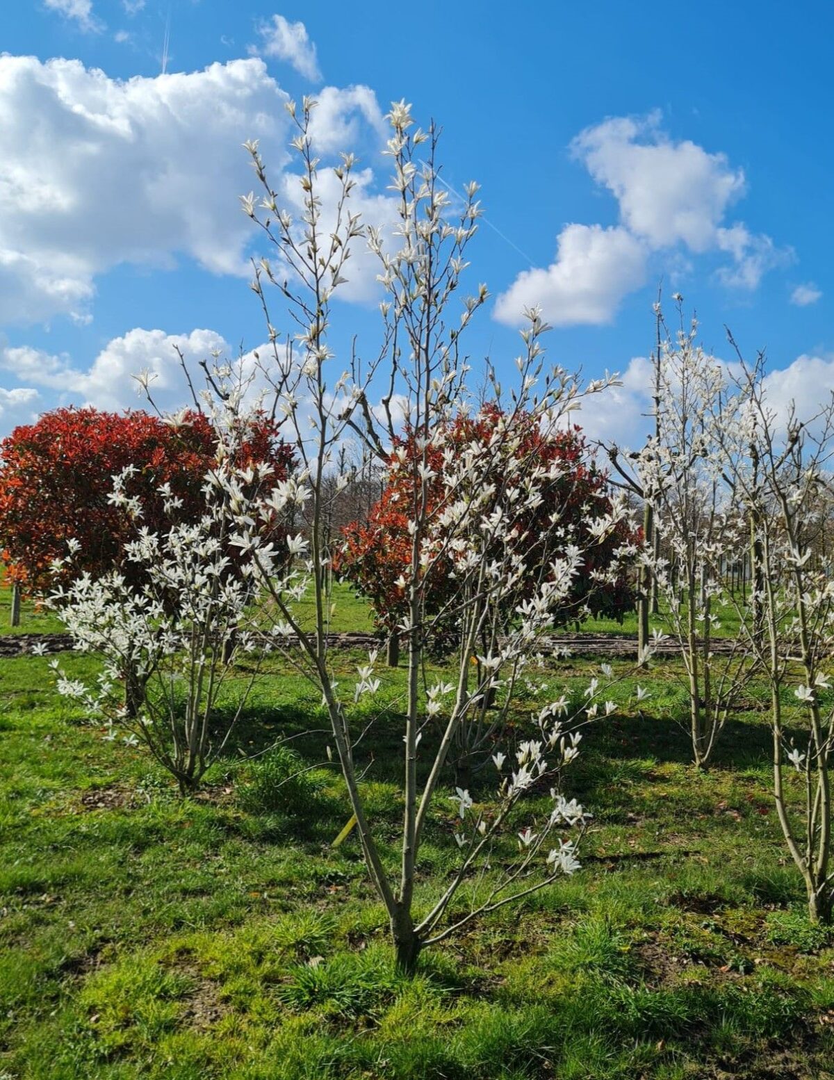Volwassen Japanse magnolia | Meerstammig