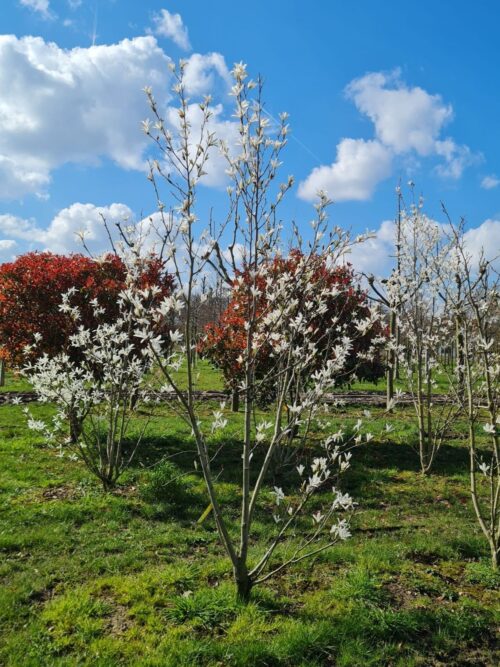 Japanse magnolia | Meerstammig