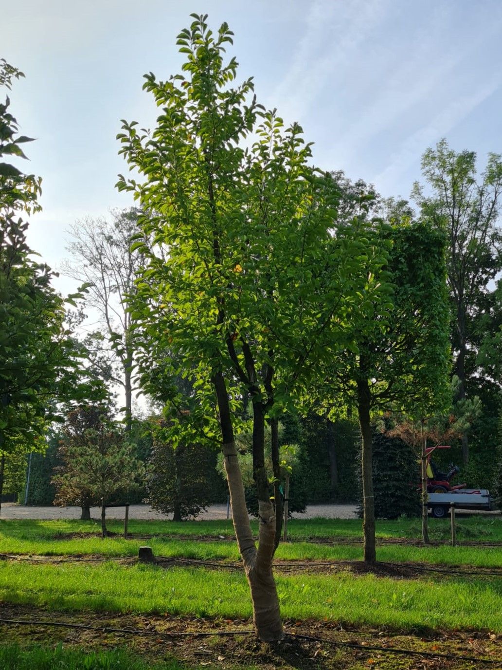 meerstammige-japanse-magnolia Jonge Japanse magnolia | Meerstammig