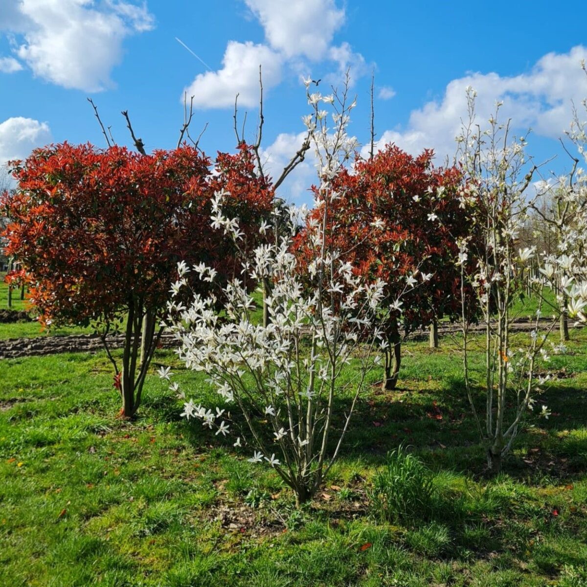 meerstammige-japanse-magnolia Jonge Japanse magnolia | Meerstammig
