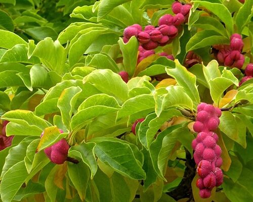 Volwassen Japanse magnolia | Meerstammig