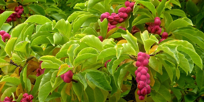 Volwassen Japanse magnolia | Meerstammig