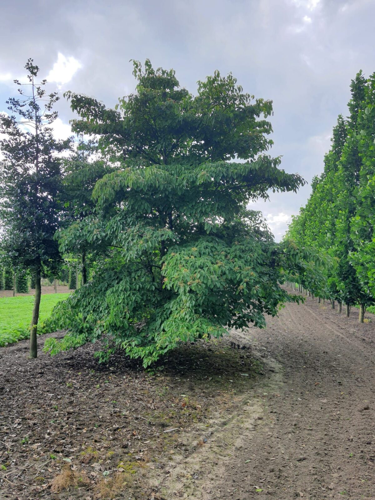 Volwassen Reuzenkornoelje | Meerstammig